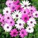 Osteospermum Ecklonis