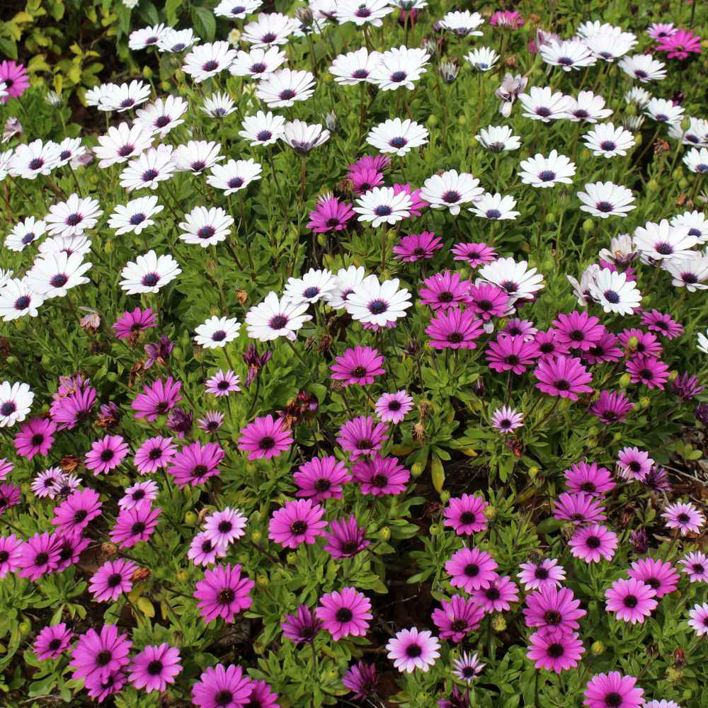 Magarita African Seeds Flowers Assorted Garden Osteospermum Dimorphotheca