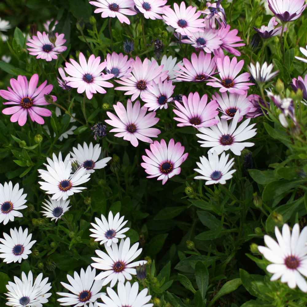 Magarita African Seeds Flowers Assorted Garden Osteospermum Dimorphotheca