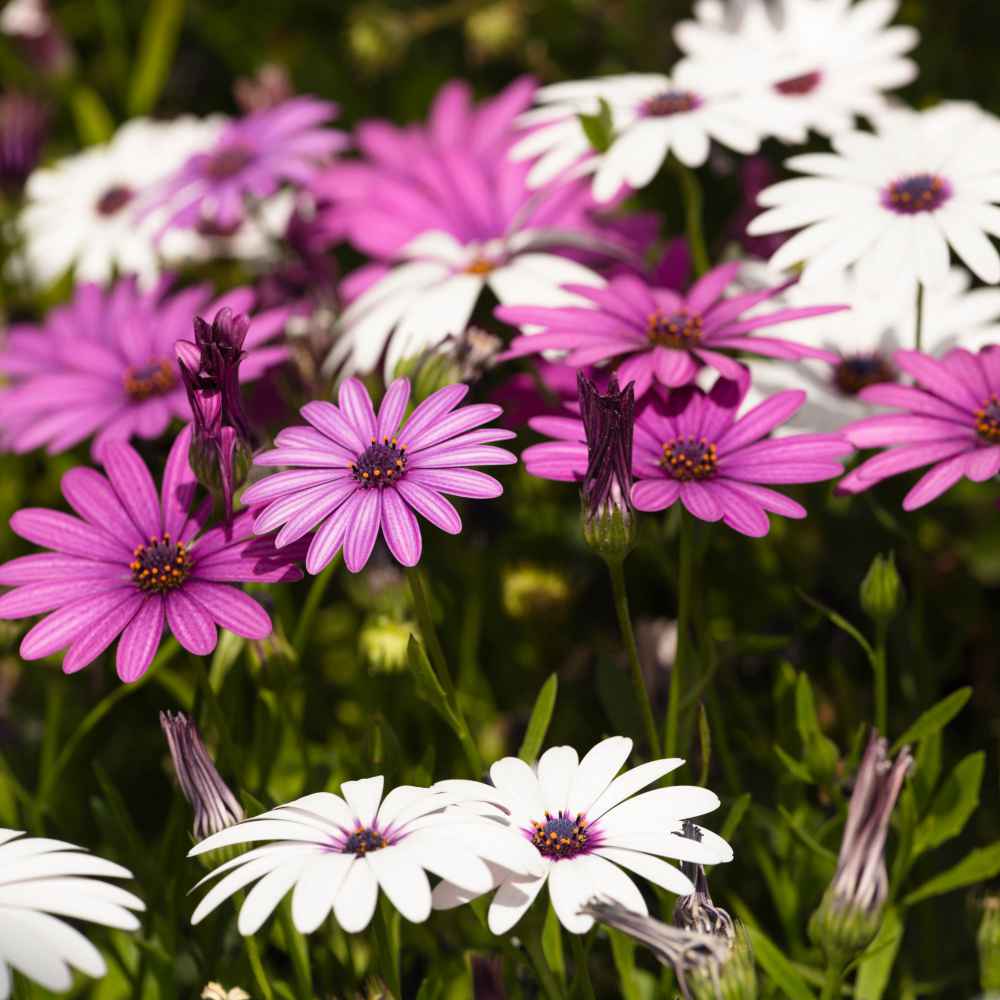 Magarita African Seeds Flowers Assorted Garden Osteospermum Dimorphotheca