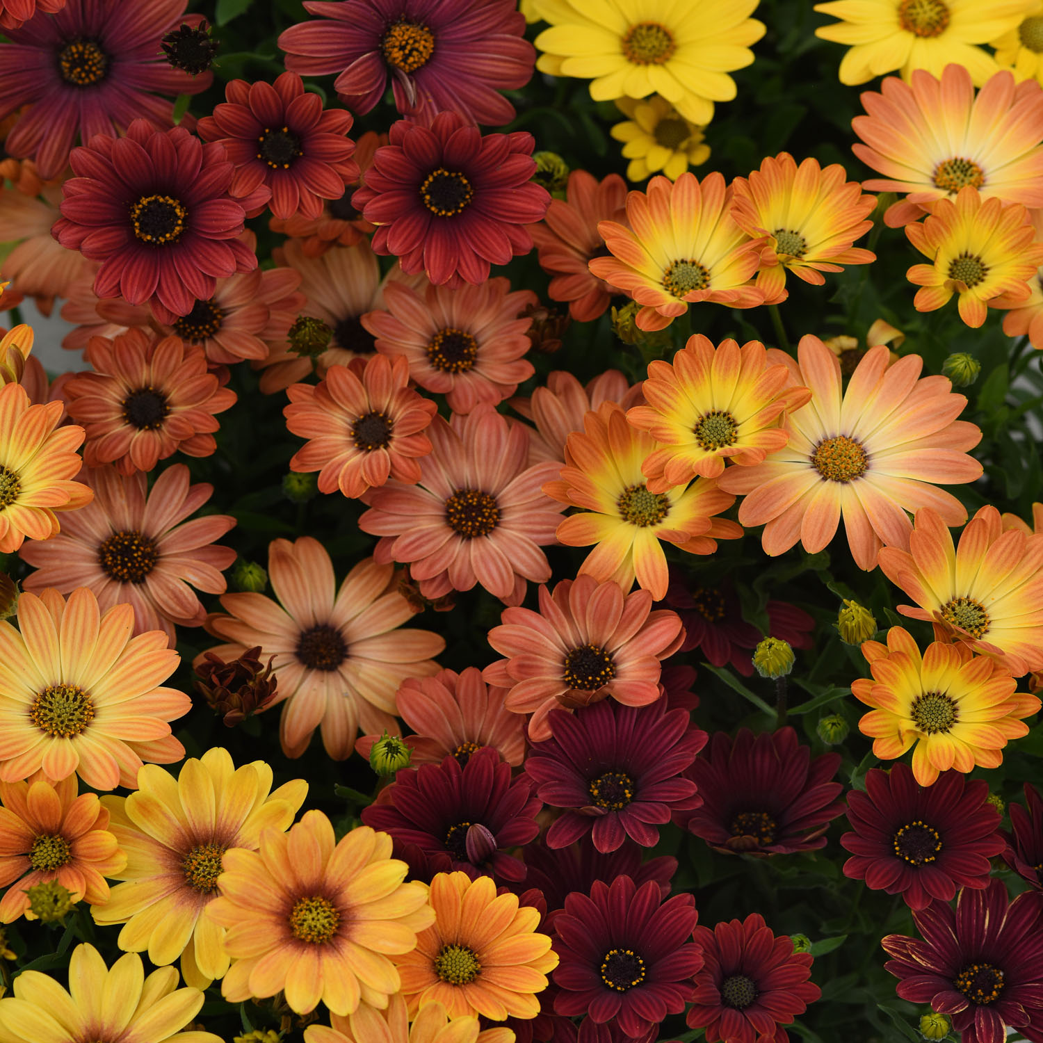 Osteospermum Akila Sunset Shade