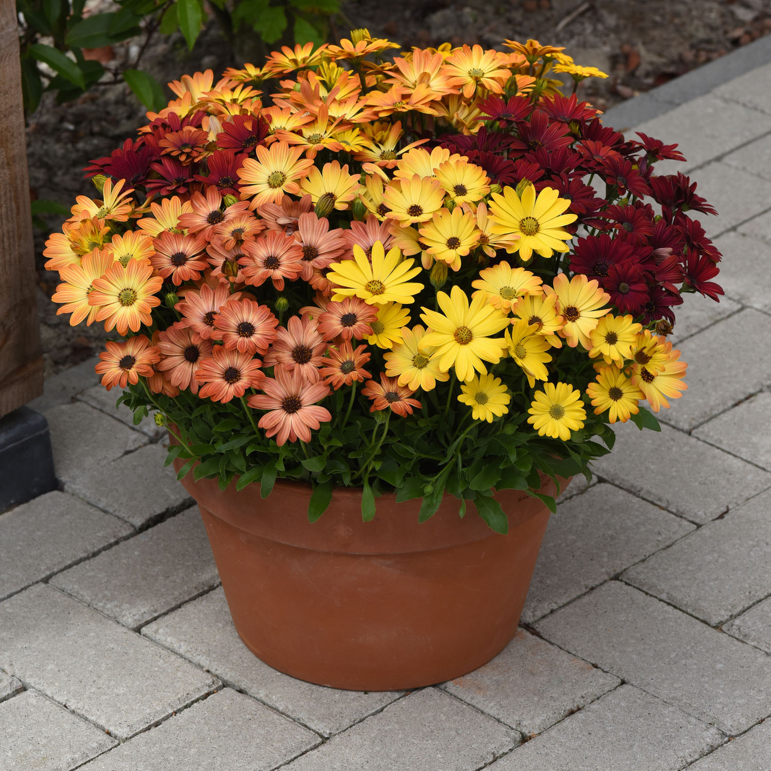 African Daisy Akila Sunset Shade Flowers