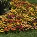 Osteospermum Akila Sunset Shade Cut Flowers