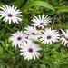 White Osteospermum White Daisies