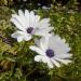 White African Daisy Osteopersmum Flowers