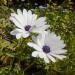 osteospermum white flowers