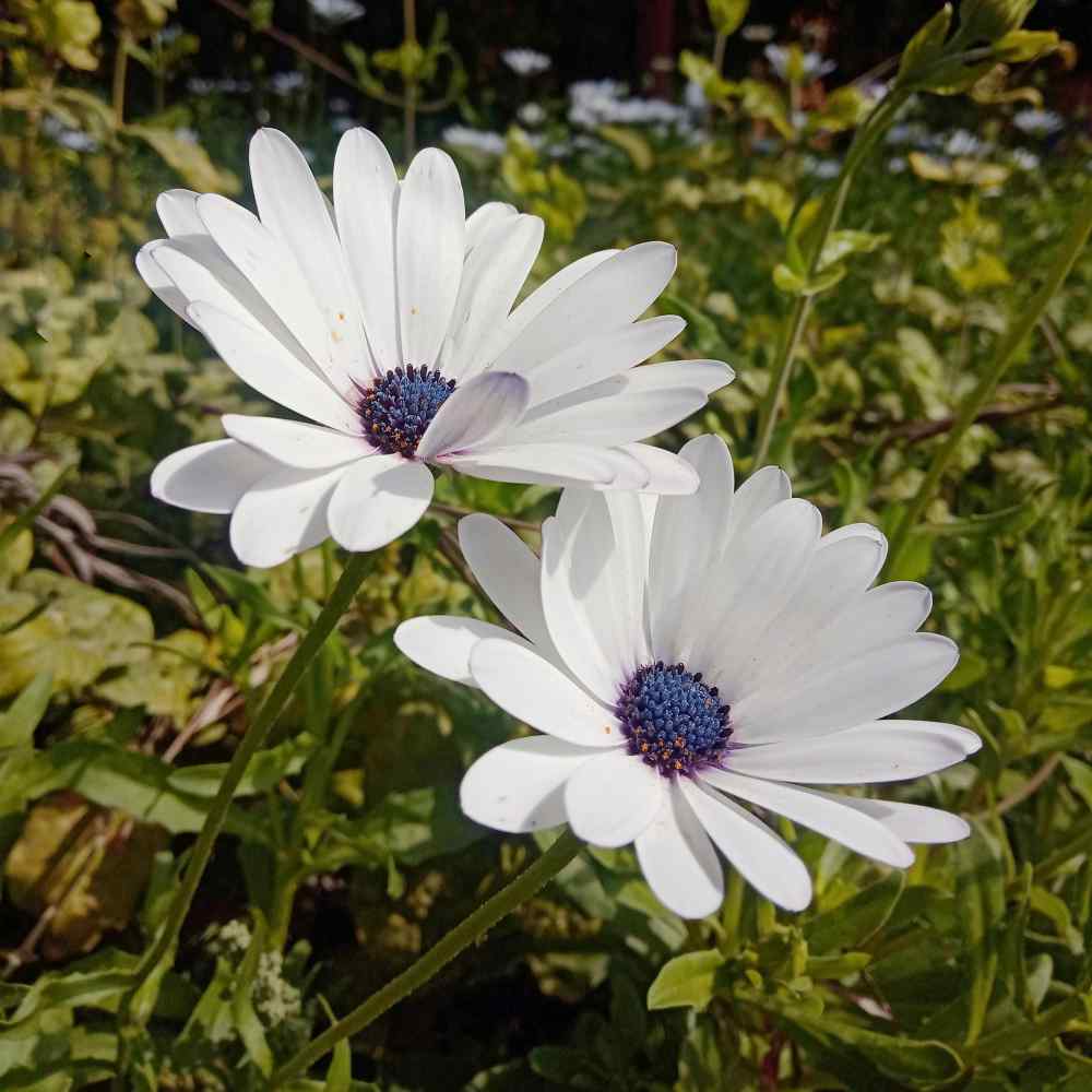 osteospermum seeds - white