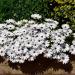 White African Daisy Flowers