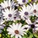 Perennial Osteospermum White Flowers