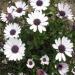 Osteospermum Ecklonis White Flowers