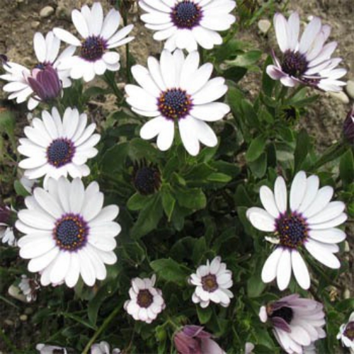 Osteospermum Ecklonis