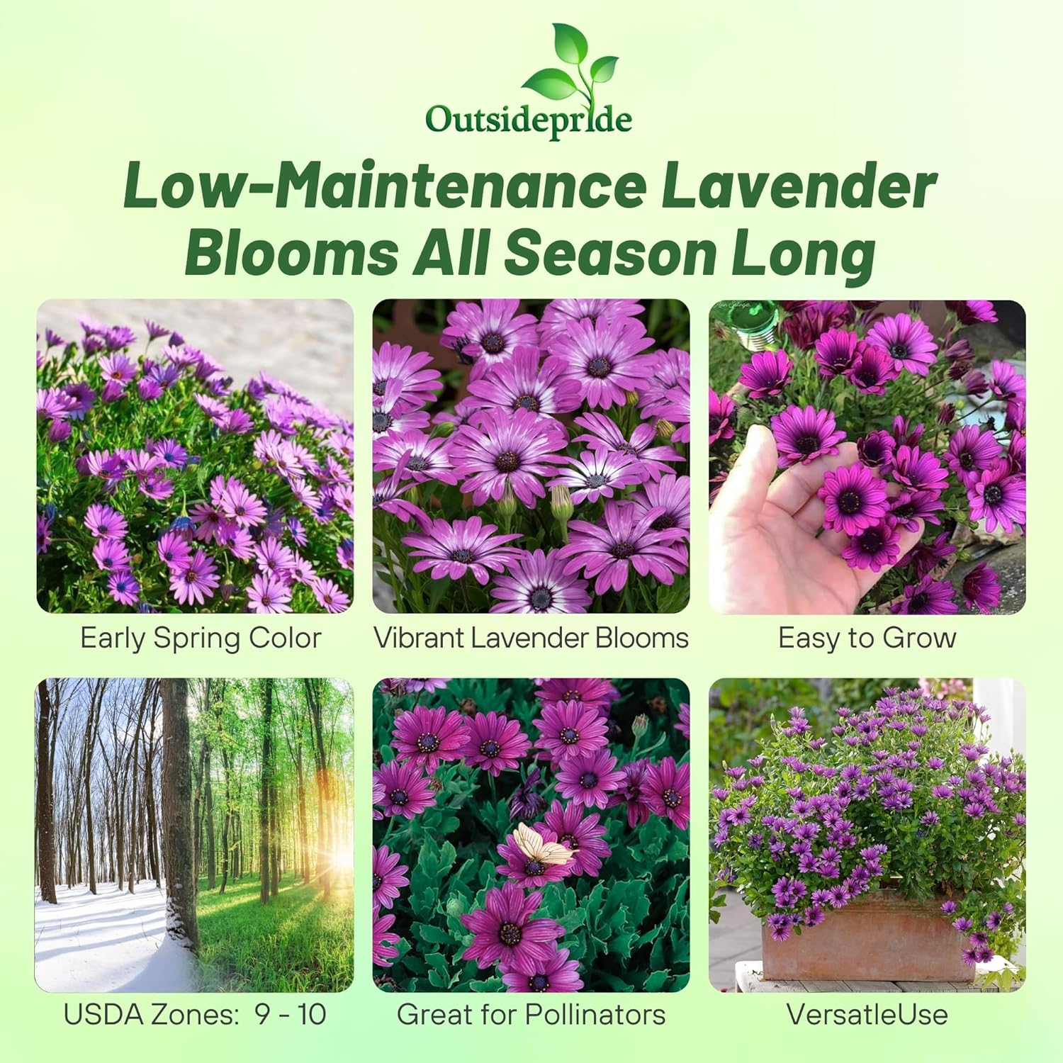 Osteospermum Akila Lavender Shades Flowers