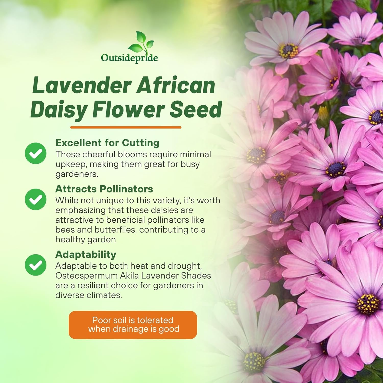 Osteospermum Akila Lavender Shades Garden Flowers