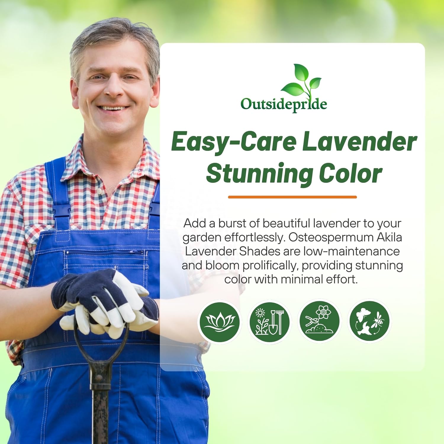 Afrian Daisy Akila Lavender Shades Planting Directions