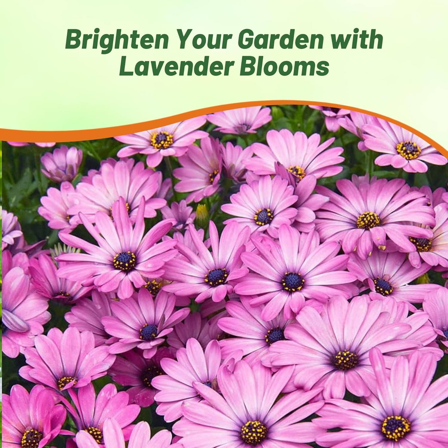 Osteospermum Akila Lavender Pollinating Flowers