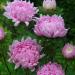 Aster Paeony Coral-rose Flowers