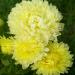 Aster Paeony Yellow Flowers