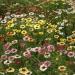 Chyrsanthemum Painted Daisy Flower Field