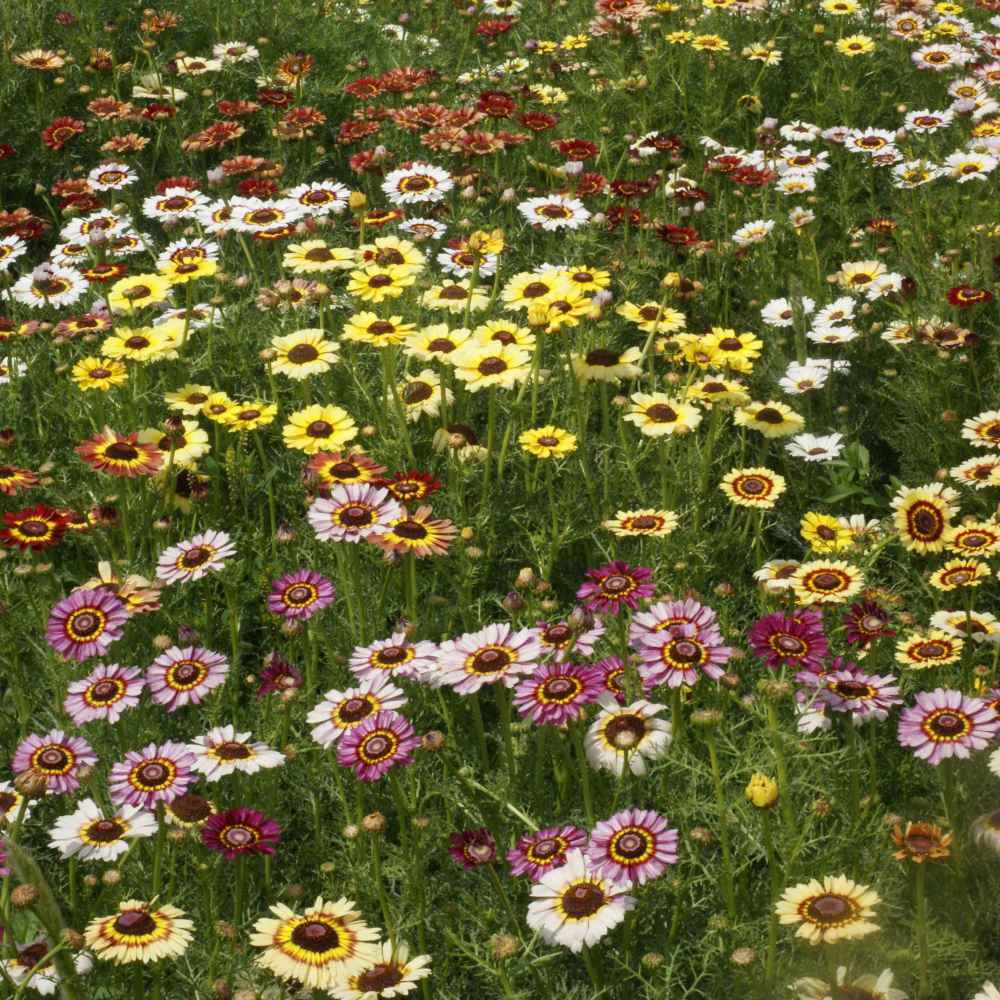 3,000 vrac Graines Daisy peint Chrysanthemum Carinatum