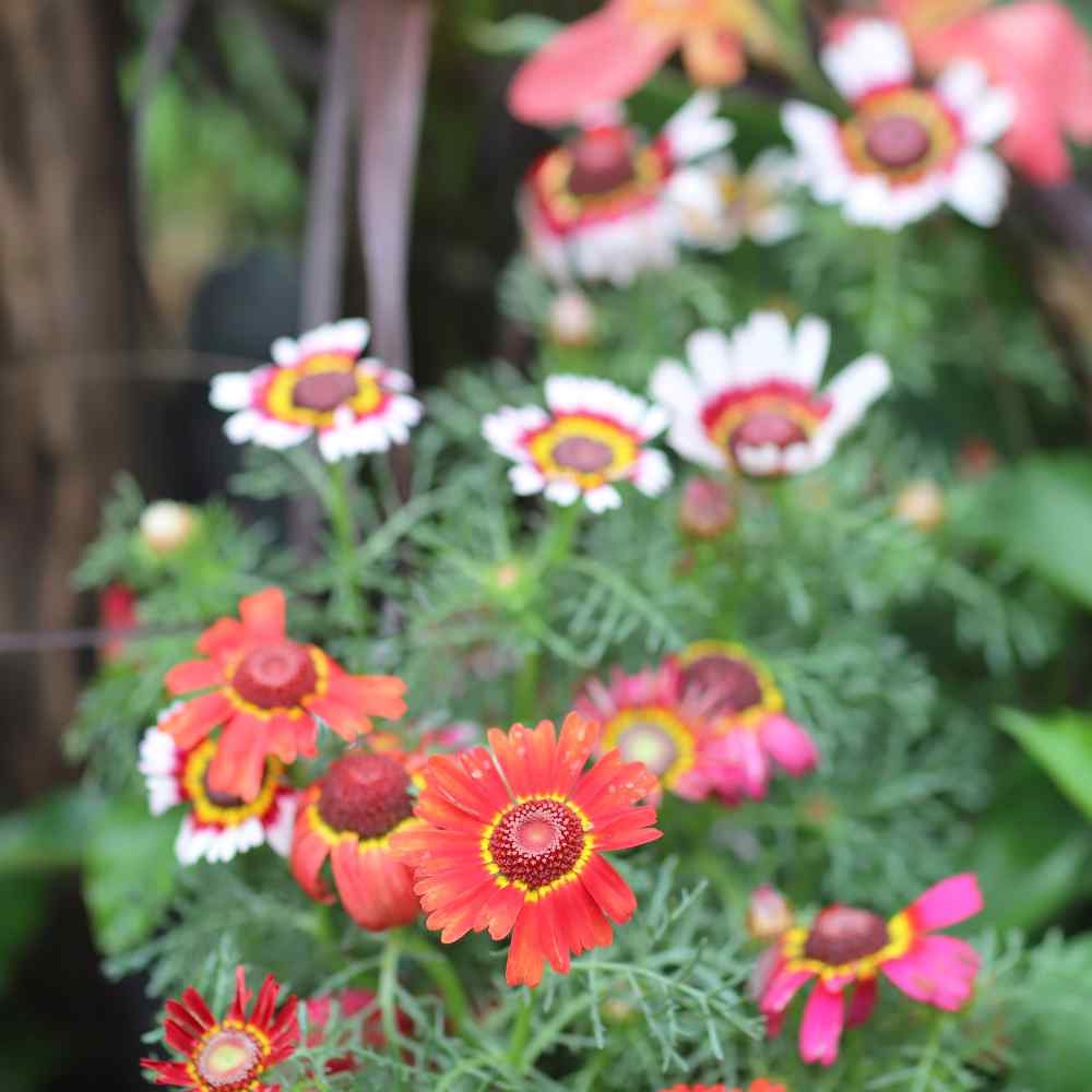 Painted Daisy Seed Chrysanthemum Carinatum Flower Seeds