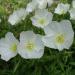 Perennial White Evening Primrose Wild Flower