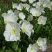 Pale Evening Primrose Garden Flower