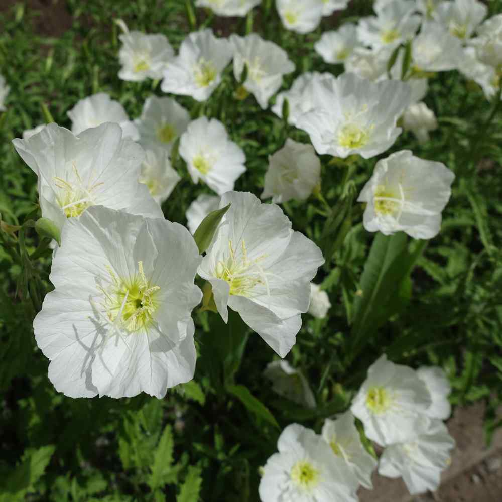 Primrose Seed - Pale Evening Primrose Flower Seeds