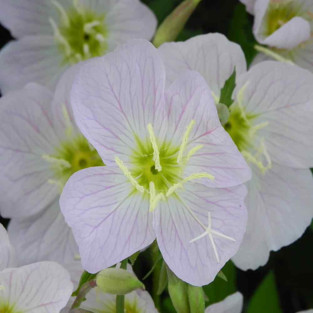 Primrose Seeds | Pale Evening