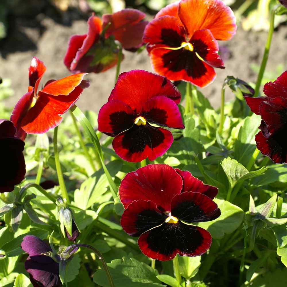 FLOWER PANSY SWISS GIANT RED WING 650 FINEST SEEDS 