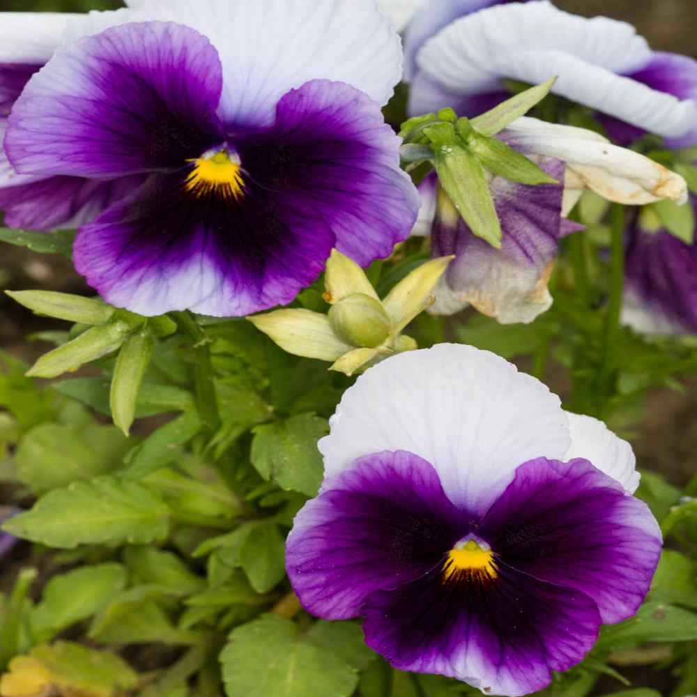Beaconsfield Pansy Seeds Purple Pansies Flower Seeds