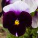 Pansy Swiss Giants Flowers