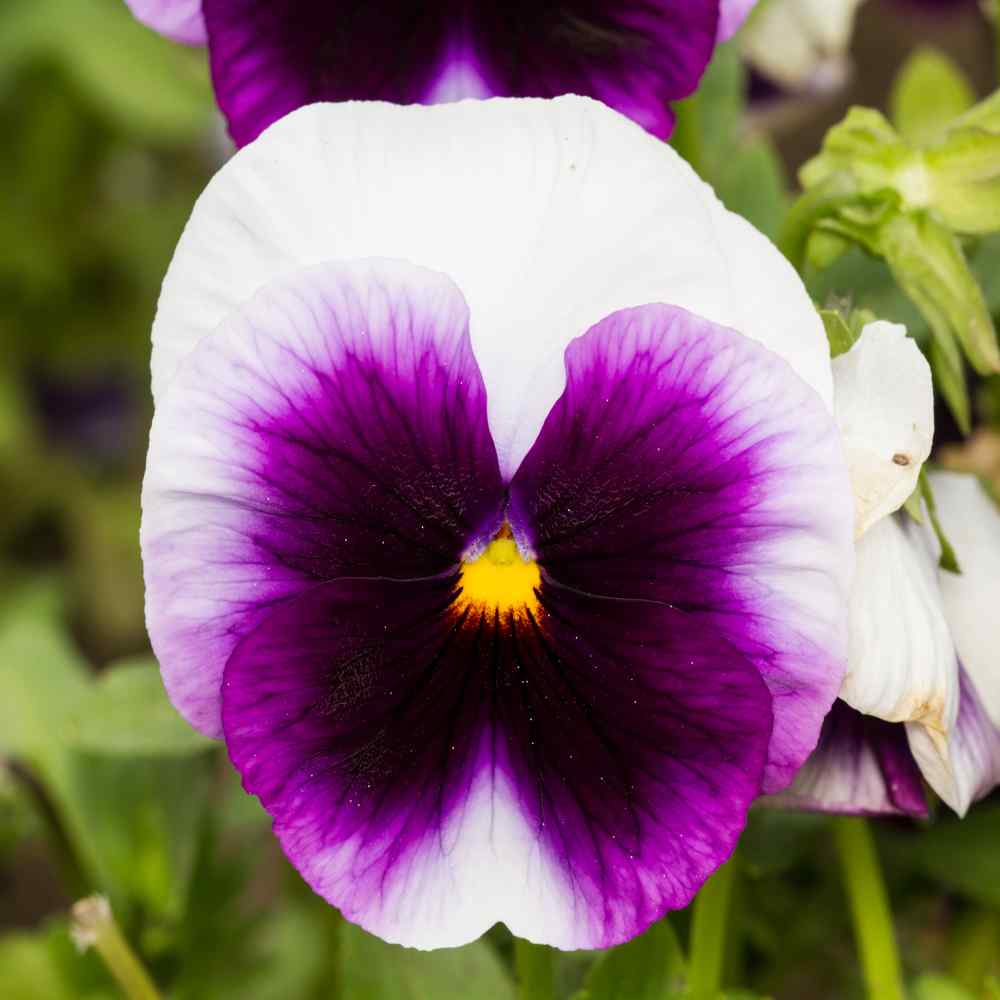 Beaconsfield Pansy Seeds Purple Pansies Flower Seeds