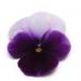 Viola Swiss Giant Beaconsfield Flowers