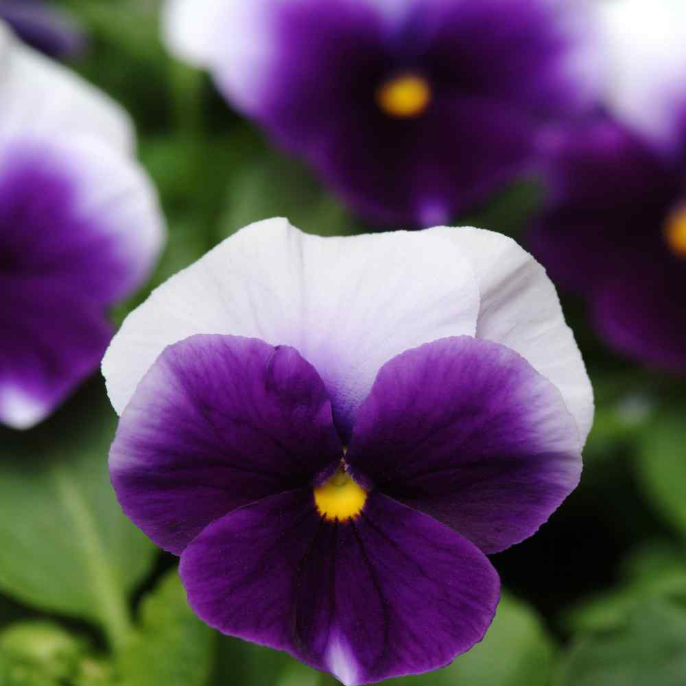 Beaconsfield Pansy Seeds Purple Pansies Flower Seeds
