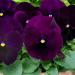 Pansy Swiss Giants Bergwacht Flower