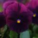 Viola Swiss Giants Bergwacht Flowers