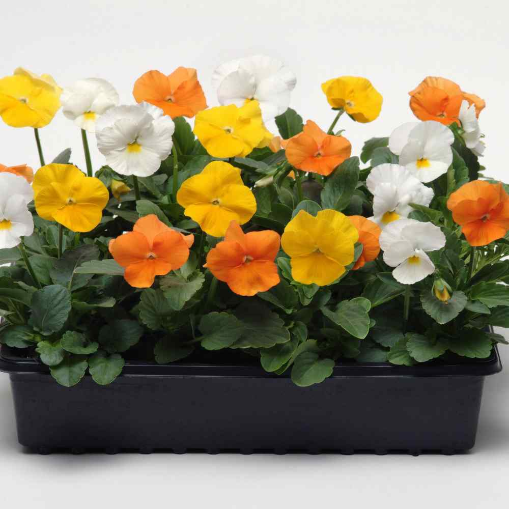 Pansy Panola Citrus Flower Seeds