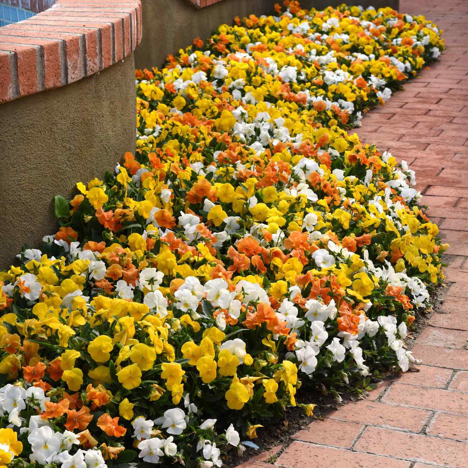 Pansy Panola Citrus Container Plants