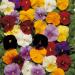 Pansy Clear Crystals Flower Seed Mix