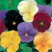 Pansy Clear Crystals Flower Mix