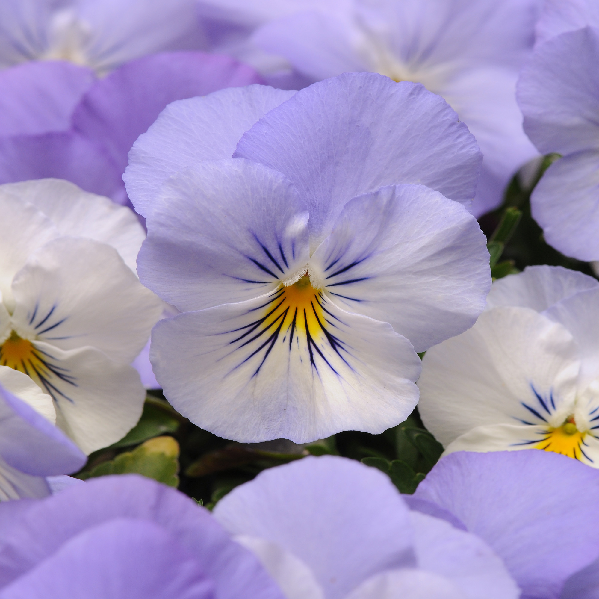 Pansy Cool Wave Frost