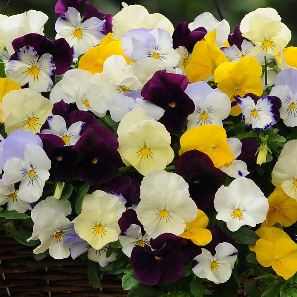 Pansy Cool Wave Mix