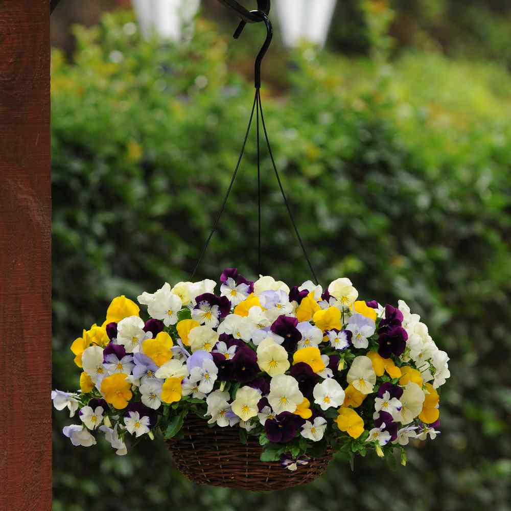Pansy Cool Wave Flower Mix