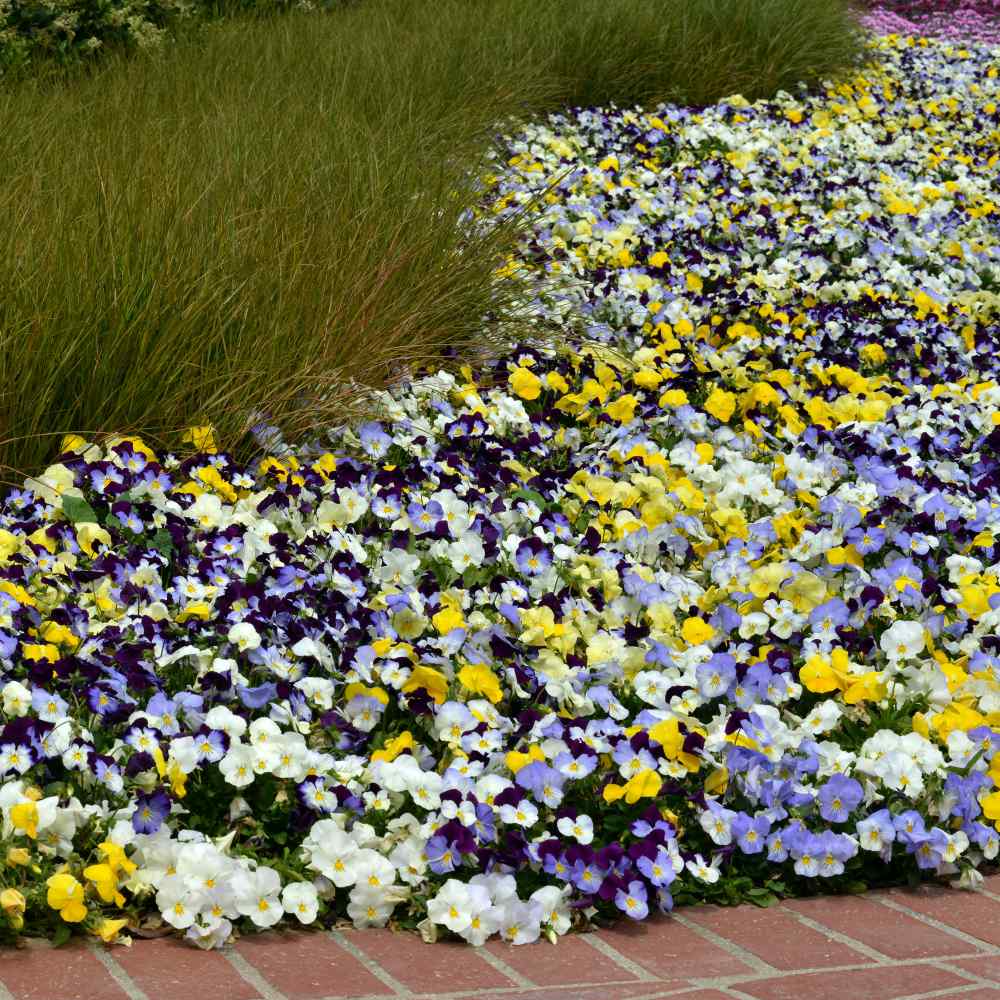Pansy Cool Wave Mix Container Plants