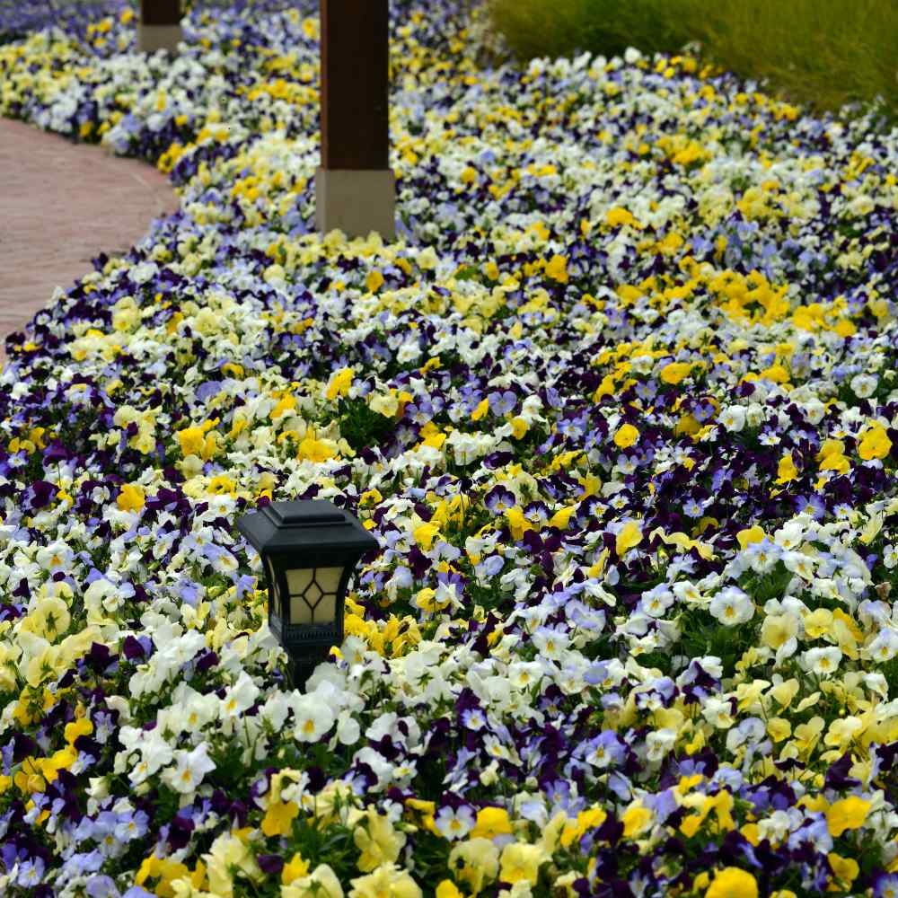 Pansy Cool Wave Hanging Basket Mix