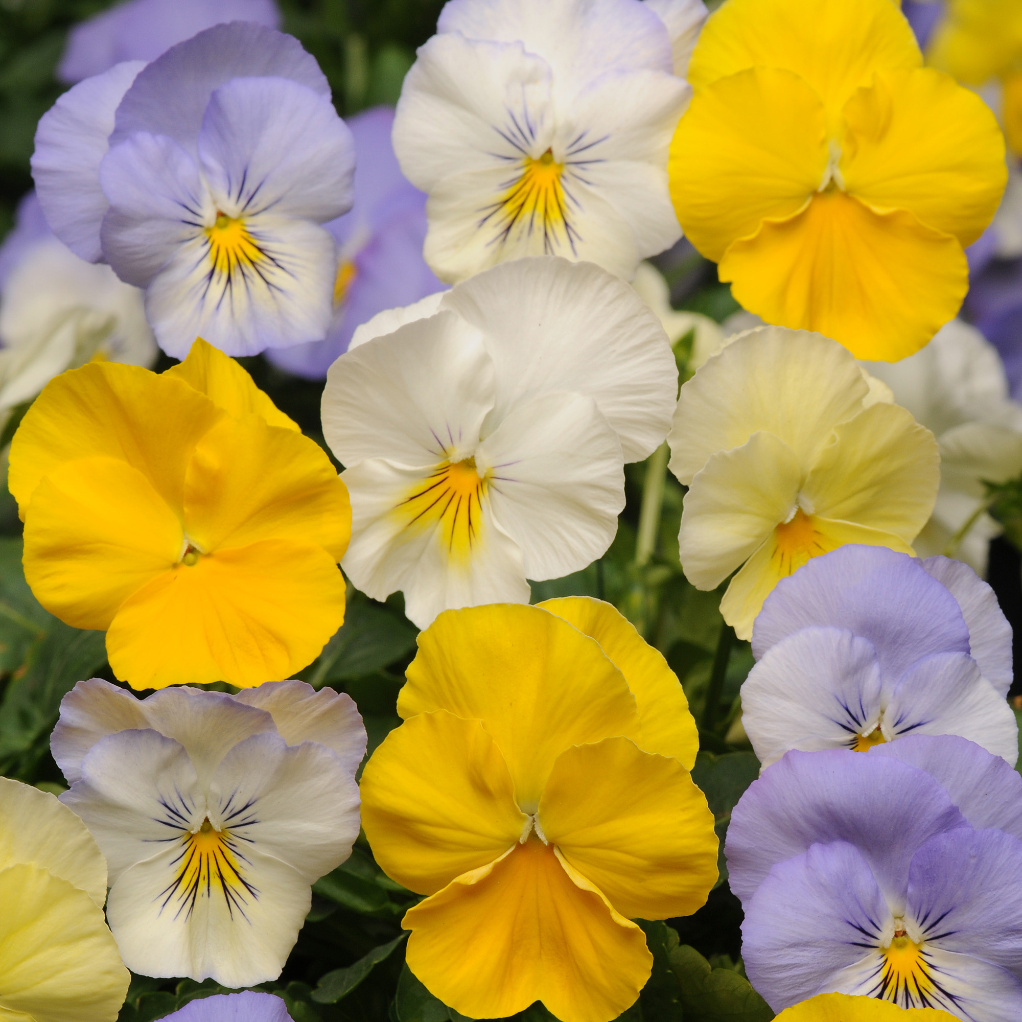 Pansy Cool Wave Pastel Mix