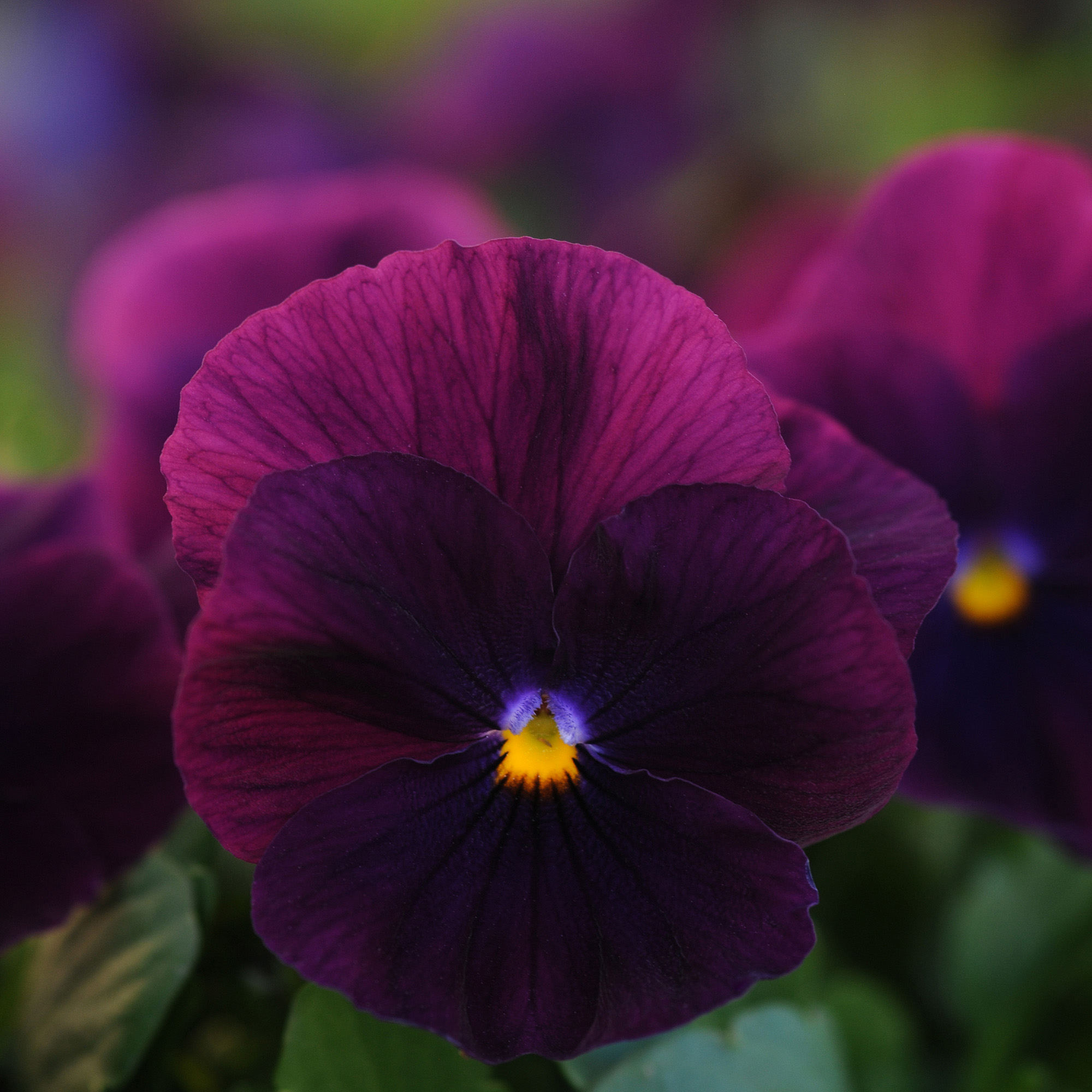 Pansy Cool Wave Purple