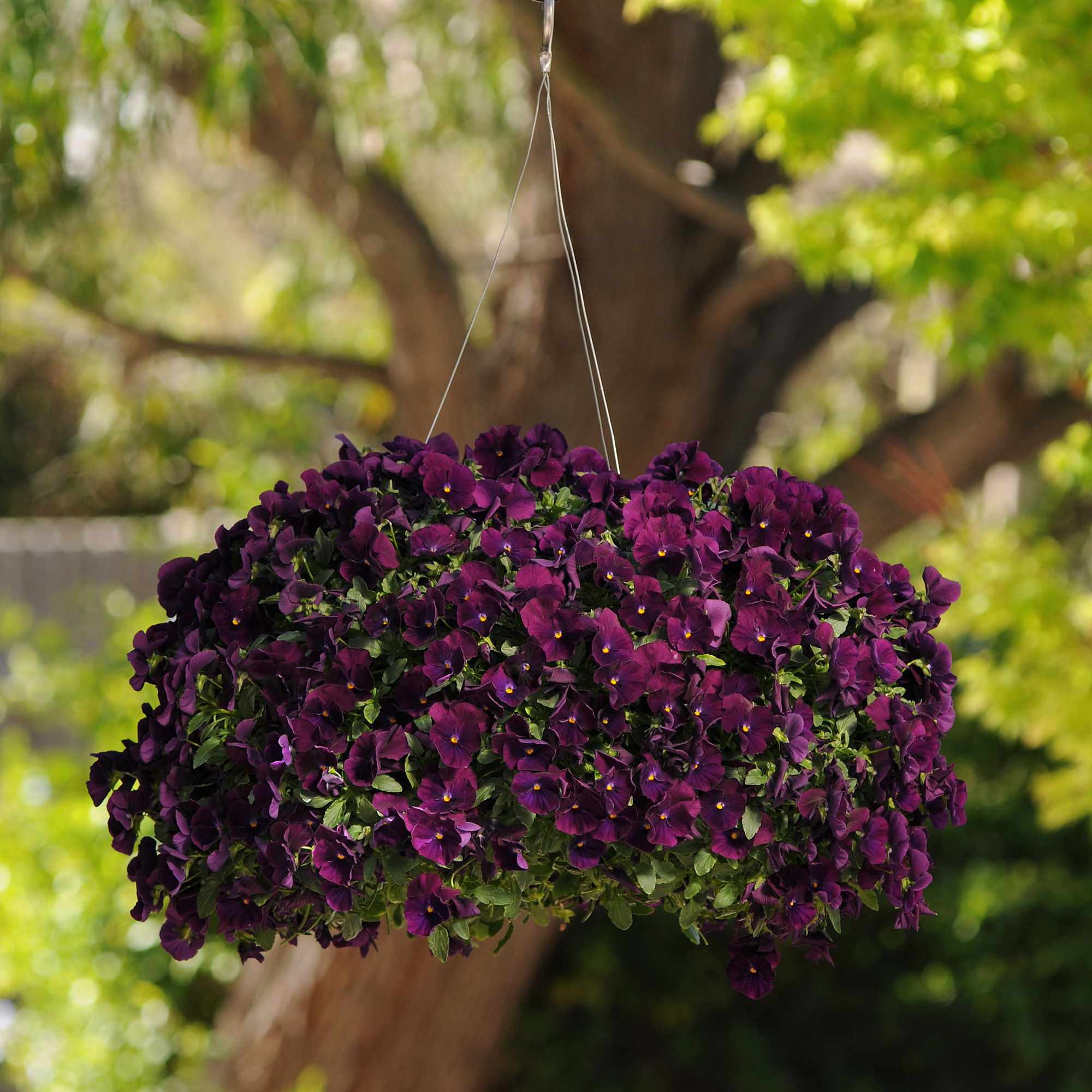 Pansy Cool Wave Purple Flowers