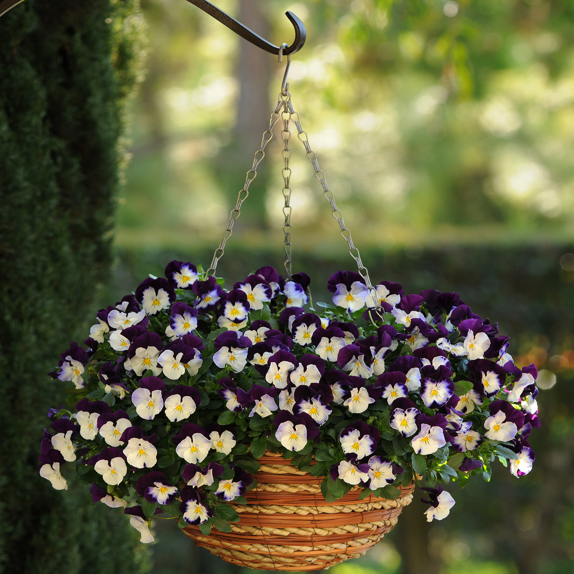 Pansy Cool Wave Violet Wing Hanging Basket