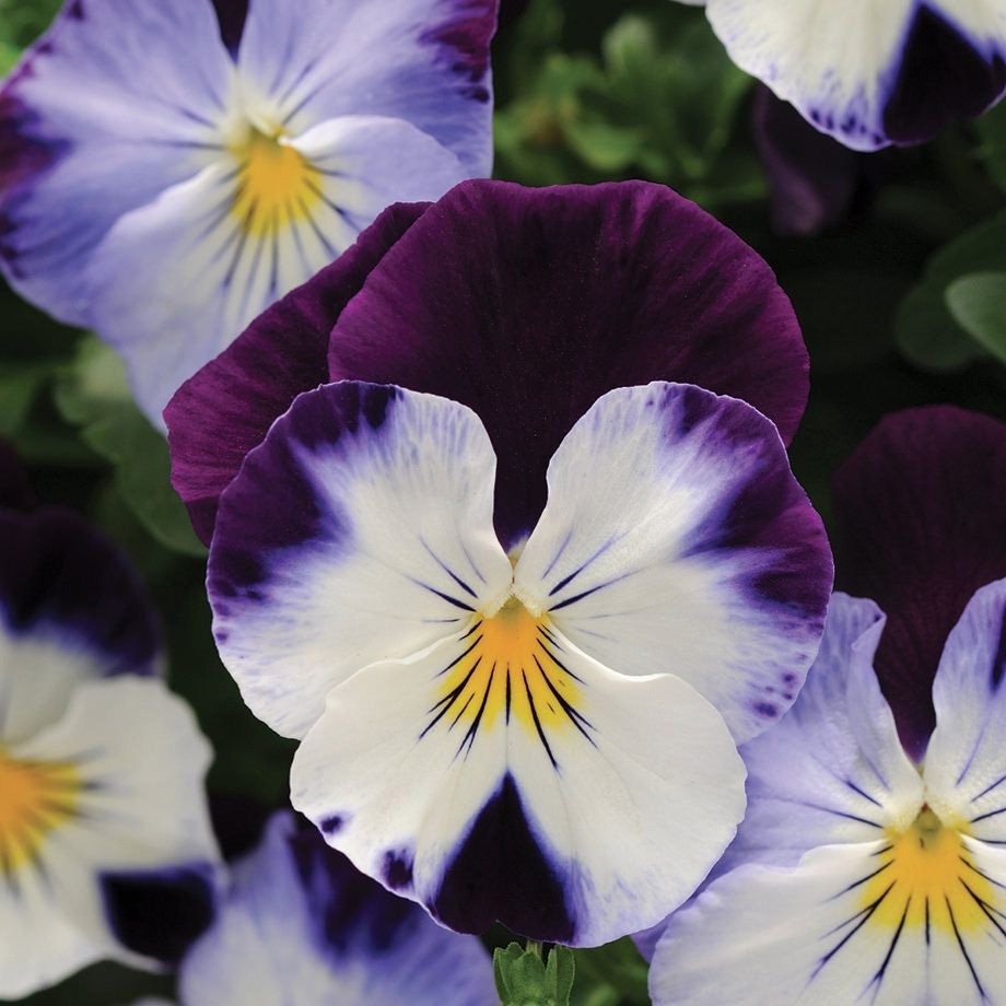 Pansy Cool Wave Violet Wing Flowers